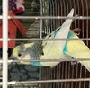 pXR8f7Fjj9SDDzTHCFoRNsYsNisJ7zADoXbmozA7KlFwdKUEi7W2z-2RUkd9zI4qUl54Ncl-DQefAoLtxbcw1gq0.jpg