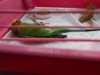 IMG_20160519_074534.jpg