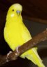 yellow-budgie-167.jpg