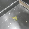 DSCN4979.JPG
