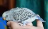 DSC_006_шестой.jpg