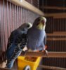 DSC_0471.JPG