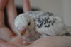 DSC_0649.JPG