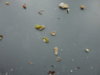 DSC02952.JPG