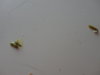 DSC02965.JPG