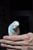DSC_0700.JPG