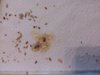 IMG_20160717_062122.jpg