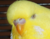 нос эстер.png