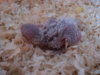 DSC02647.JPG