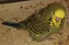 IMG-20160809-WA0061.jpg