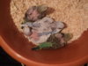 DSC03032.JPG