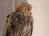 DSCN6131.JPG
