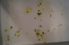 DSC04110.JPG