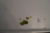 DSC04130.JPG