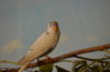 DSC_0940.JPG