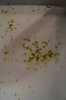 DSC04151.JPG