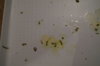 DSC04195.JPG