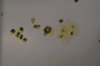 DSC04200.JPG