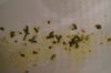 DSC04232.JPG