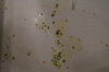 DSC04252.JPG
