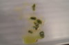DSC04248.JPG