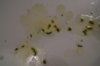 DSC04257.JPG