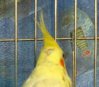под-хохолком_[2013.04.19_10.06.jpg
