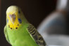 DSC_6096.jpg