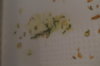 DSC04287.JPG