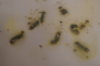 DSC04335.JPG