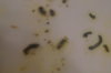 DSC04337.JPG