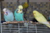 IMG_7271.JPG