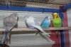 IMG_7463.JPG