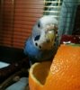 IMG_20161225_203344_196.jpg