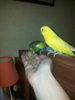 WhatsApp Image 2016-12-26 at 16.12.11.jpeg
