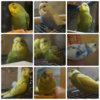 collage_photocat.jpg