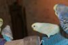 IMG_20170105_112644_165.jpg