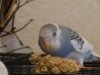 DSC01009.JPG