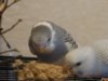 DSC01010.JPG