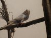 DSC01072.JPG