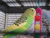 DSCN9331.JPG