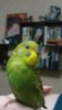 IMG-20170126-WA0004.jpg