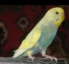 IMG-20170124-WA0000.jpg