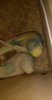 IMG-20170131-WA0039.jpeg