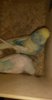 IMG-20170131-WA0037.jpeg