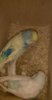 IMG-20170131-WA0035.jpeg