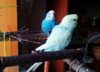 IMG_20170204_100942_655.jpg