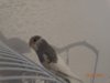 DSC01130.JPG