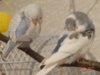 DSC01103.JPG