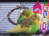 DSCN9213.JPG